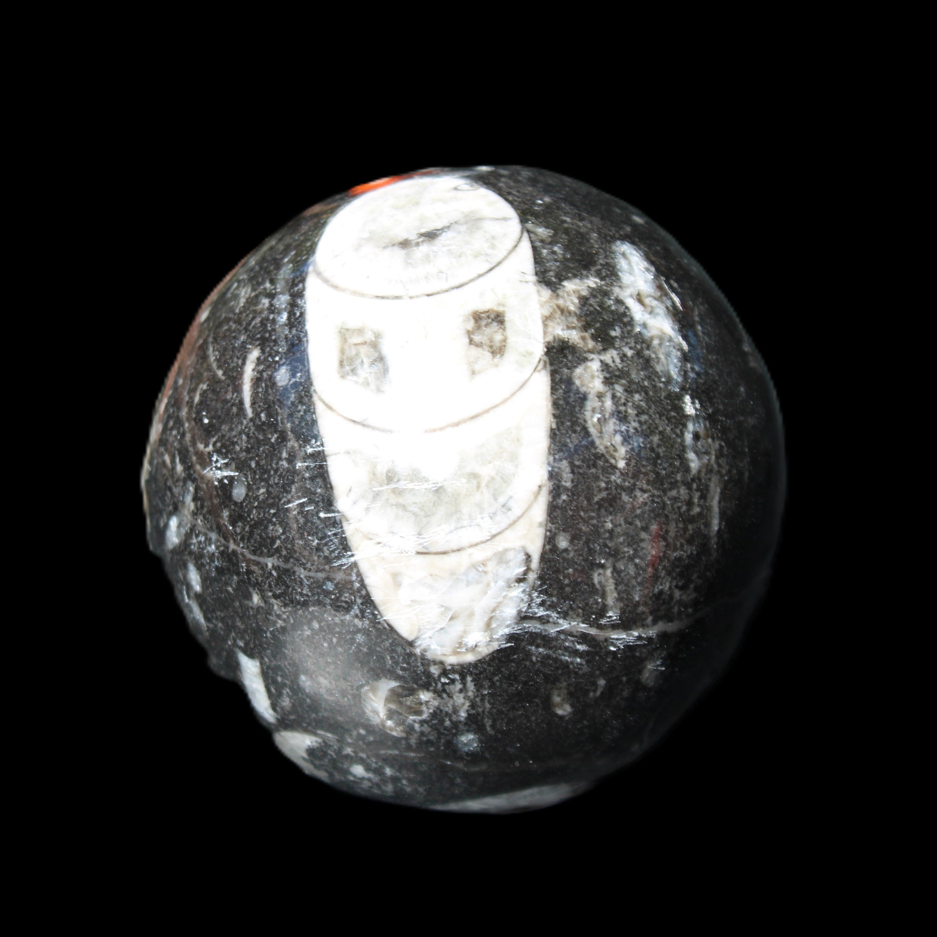 Orthoceras sphere 62mm 337.6g in sunlight - Rocks and Things Store