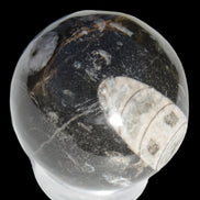 Orthoceras sphere 62mm 337.6g Rocks and Things