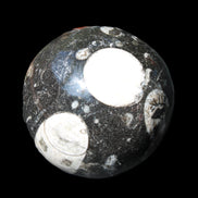 Orthoceras sphere 62mm 337.6g in sunlight - Rocks and Things Store