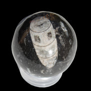 Orthoceras sphere 62mm 337.6g Rocks and Things