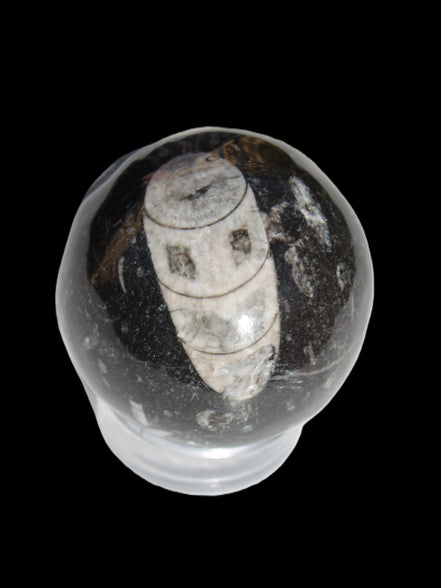 Orthoceras sphere 62mm 337.6g Rocks and Things