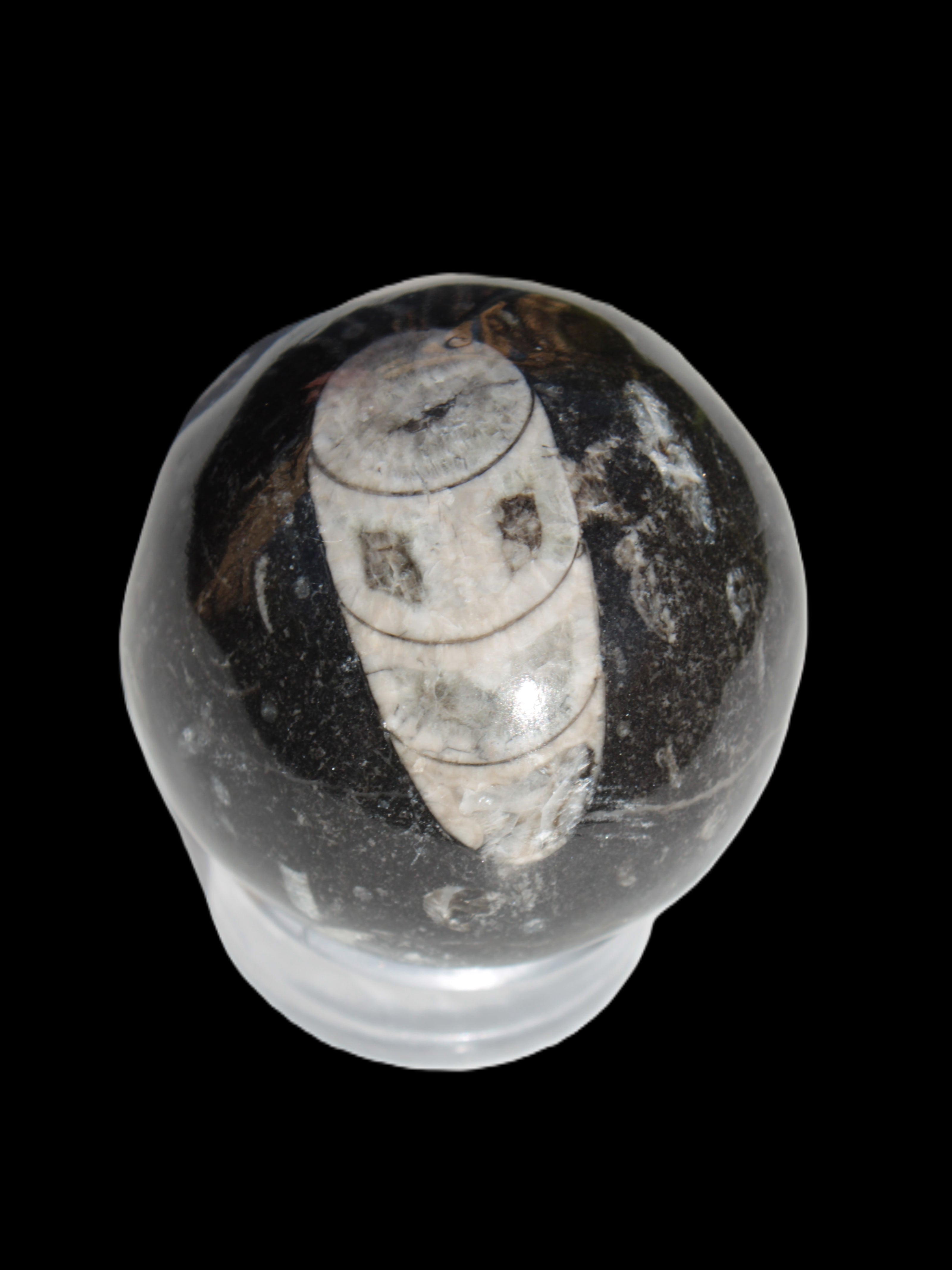 Orthoceras sphere 62mm 337.6g Rocks and Things