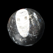 Orthoceras sphere 62mm 337.6g in sunlight - Rocks and Things Store