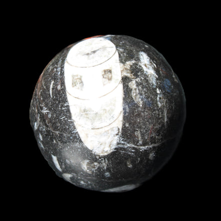 Orthoceras sphere 62mm 337.6g in sunlight - Rocks and Things Store