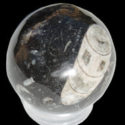 Orthoceras sphere 62mm 337.6g Rocks and Things