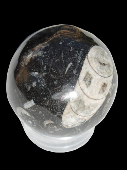 Orthoceras sphere 62mm 337.6g Rocks and Things