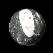 Orthoceras sphere 62mm 337.6g in sunlight - Rocks and Things Store