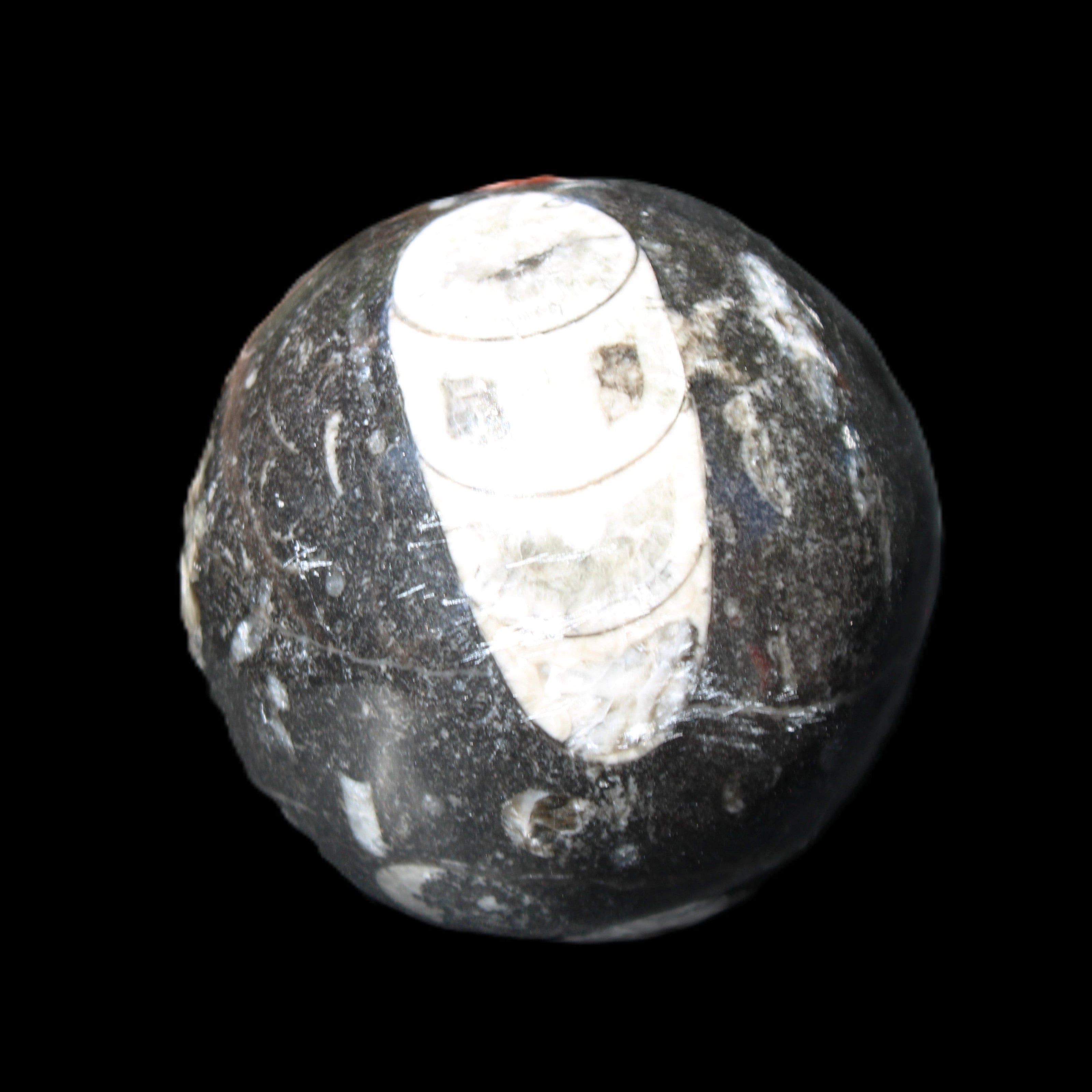 Orthoceras sphere 62mm 337.6g in sunlight - Rocks and Things Store