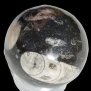 Orthoceras sphere 62mm 337.6g Rocks and Things