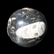 Orthoceras sphere 62mm 337.6g in sunlight - Rocks and Things Store