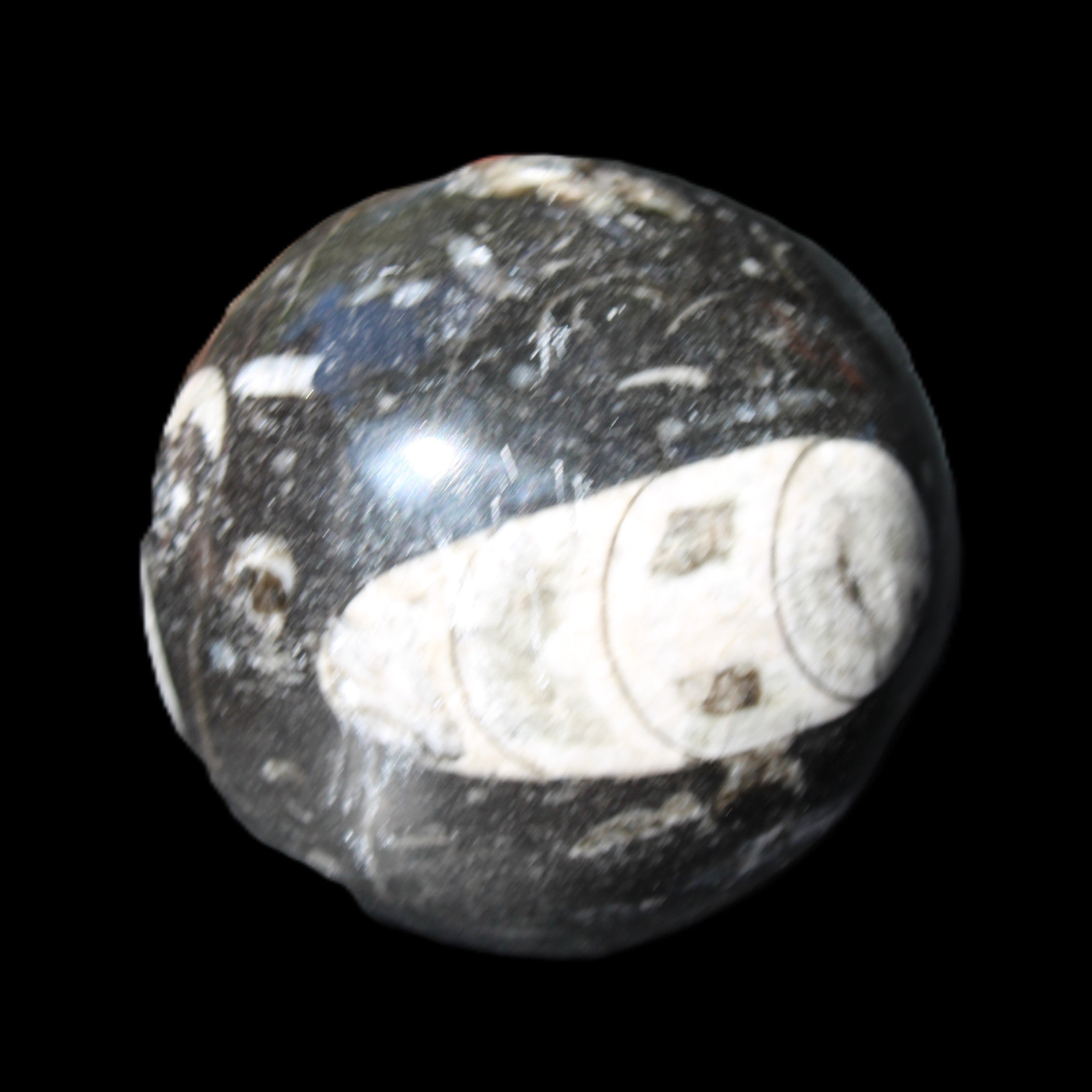 Orthoceras sphere 62mm 337.6g in sunlight - Rocks and Things Store