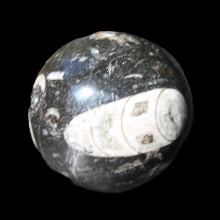 Orthoceras sphere 62mm 337.6g in sunlight - Rocks and Things Store