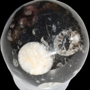 Orthoceras sphere 62mm 337.6g Rocks and Things