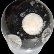 Orthoceras sphere 62mm 337.6g Rocks and Things