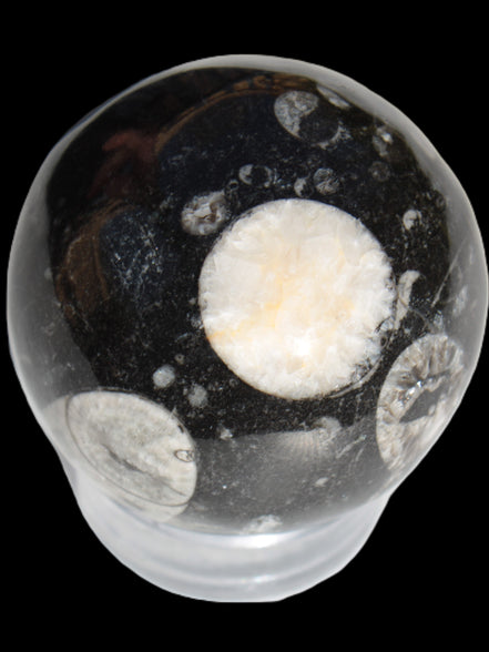 Orthoceras sphere 62mm 337.6g Rocks and Things