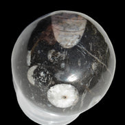 Orthoceras sphere 62mm 337.6g Rocks and Things