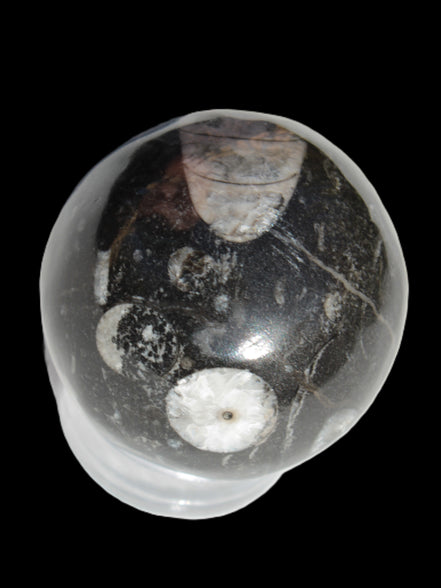 Orthoceras sphere 62mm 337.6g Rocks and Things