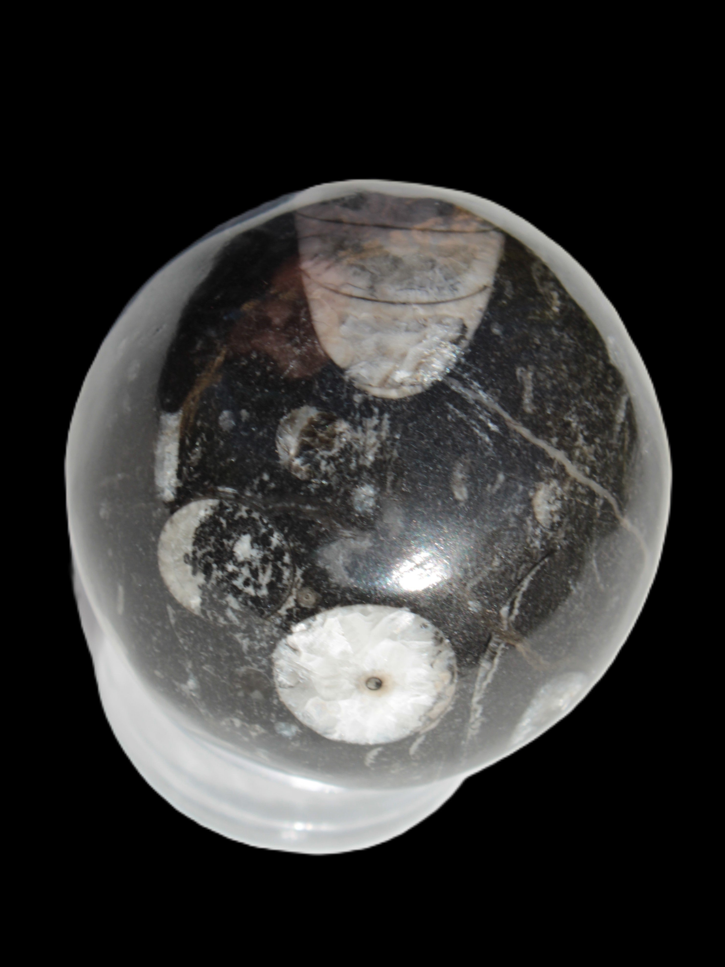 Orthoceras sphere 62mm 337.6g Rocks and Things