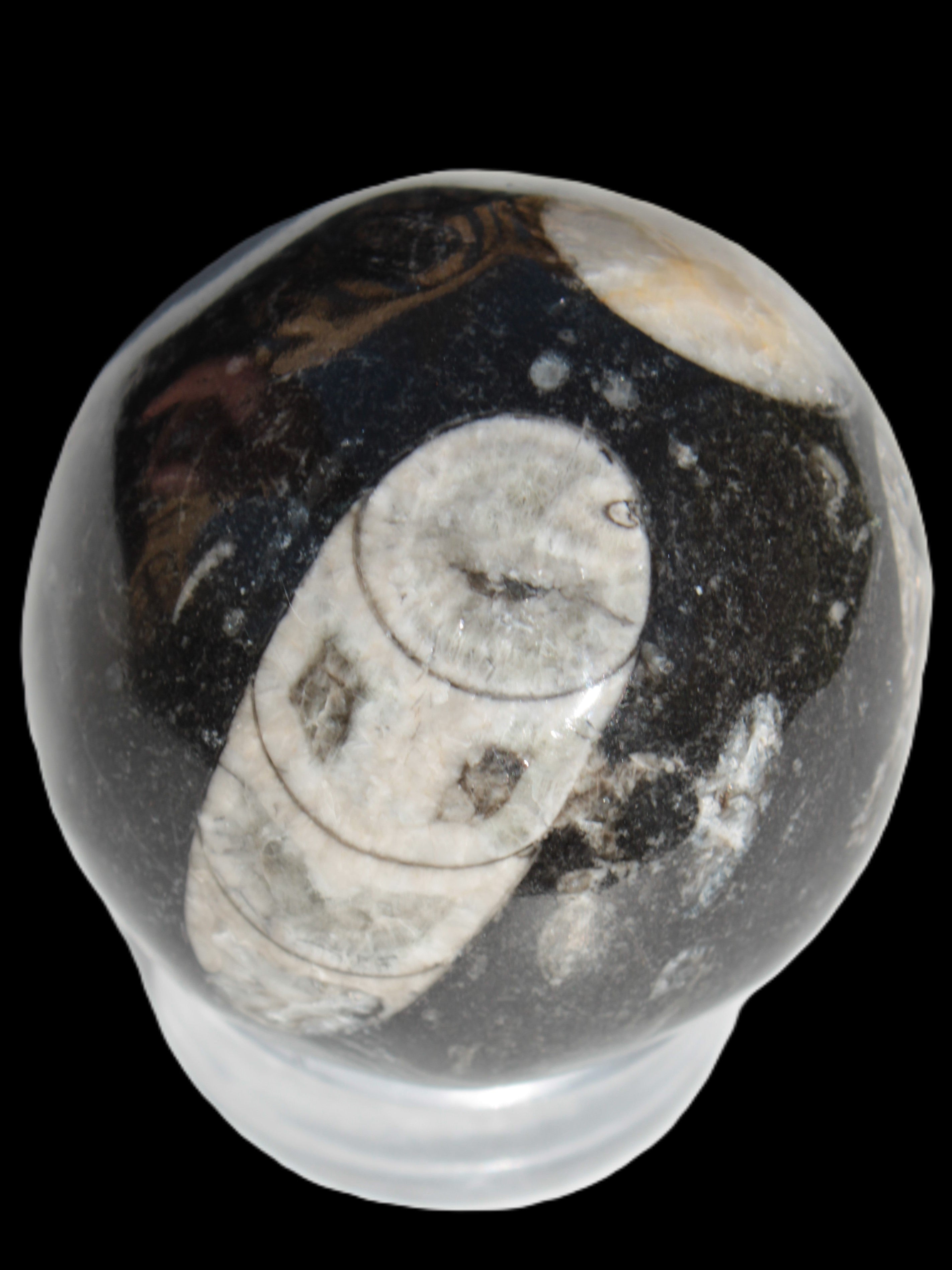 Orthoceras sphere 62mm 337.6g Rocks and Things