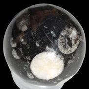 Orthoceras sphere 62mm 337.6g Rocks and Things