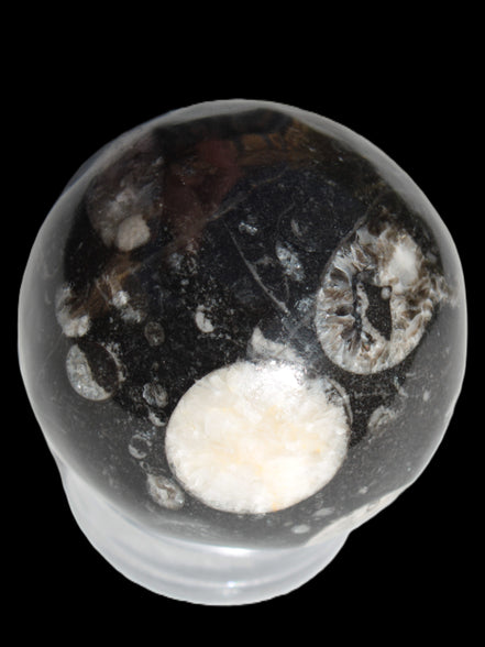 Orthoceras sphere 62mm 337.6g Rocks and Things