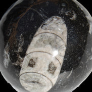 Orthoceras sphere 62mm 337.6g Rocks and Things