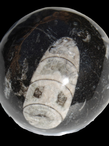 Orthoceras sphere 62mm 337.6g Rocks and Things