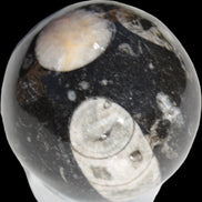 Orthoceras sphere 62mm 337.6g Rocks and Things