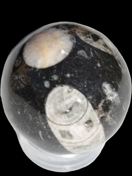 Orthoceras sphere 62mm 337.6g Rocks and Things