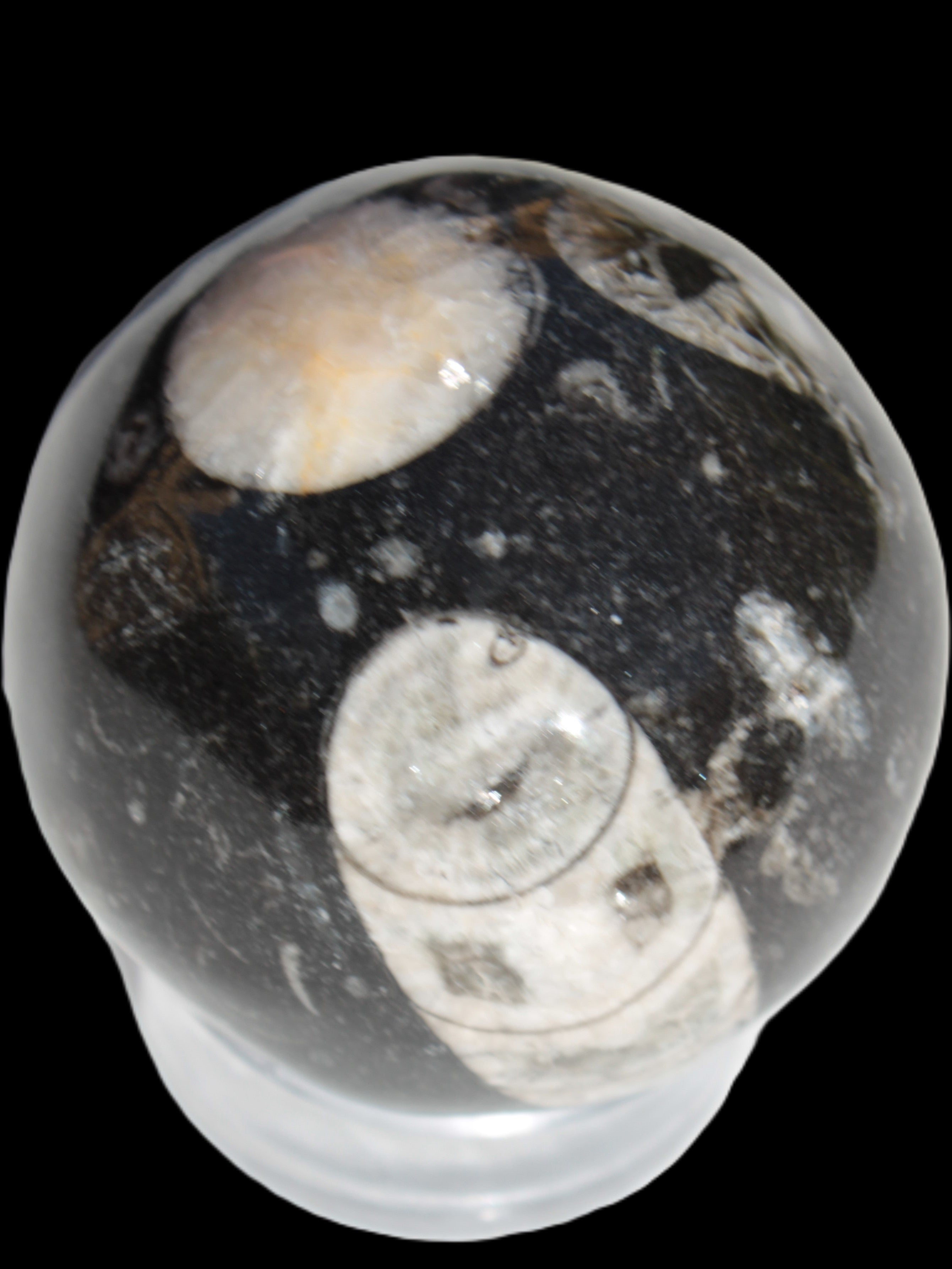 Orthoceras sphere 62mm 337.6g Rocks and Things