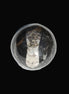 Orthoceras sphere 56mm 314.1g - Rocks and Things Store