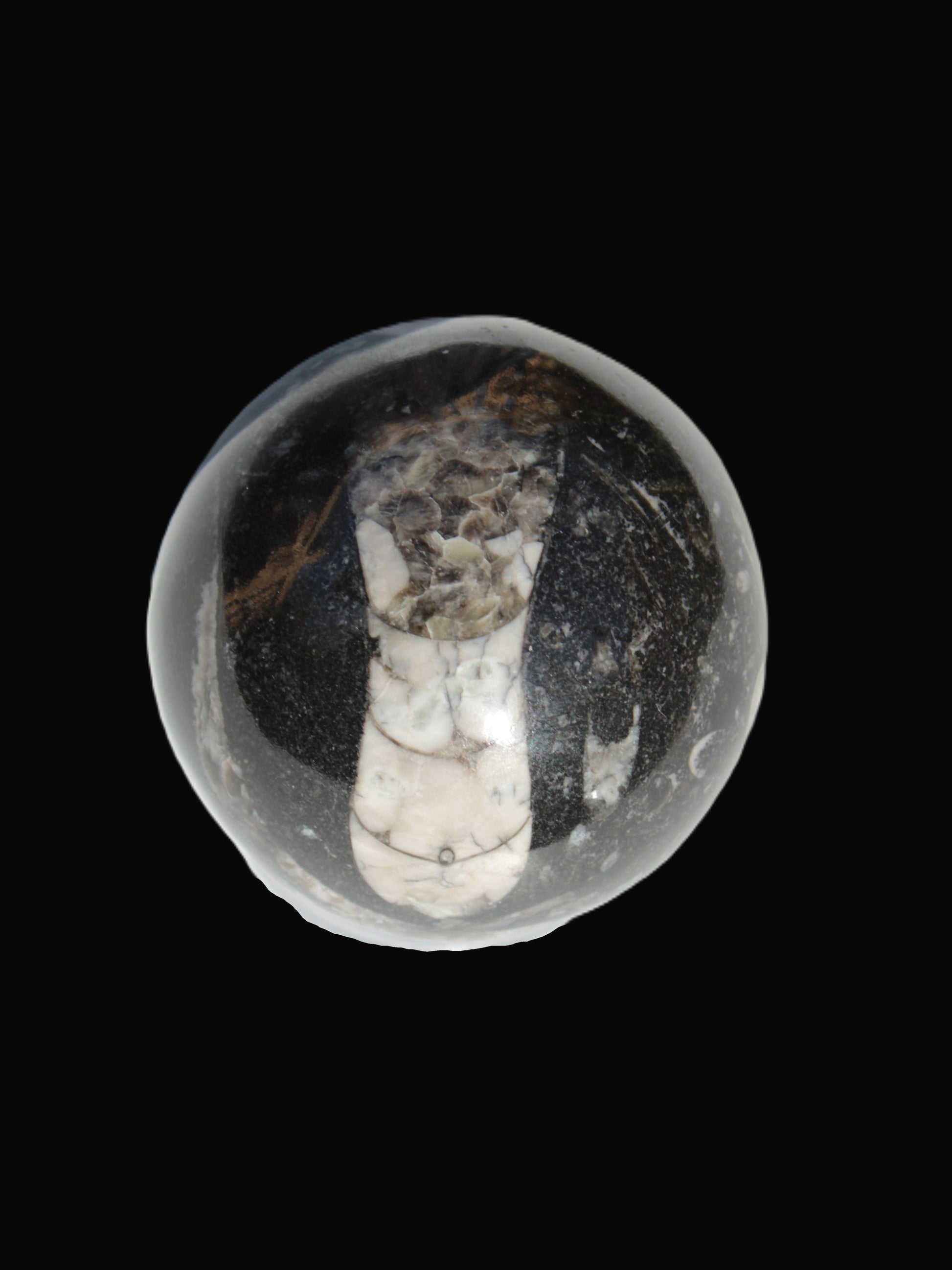 Orthoceras sphere 56mm 314.1g - Rocks and Things Store