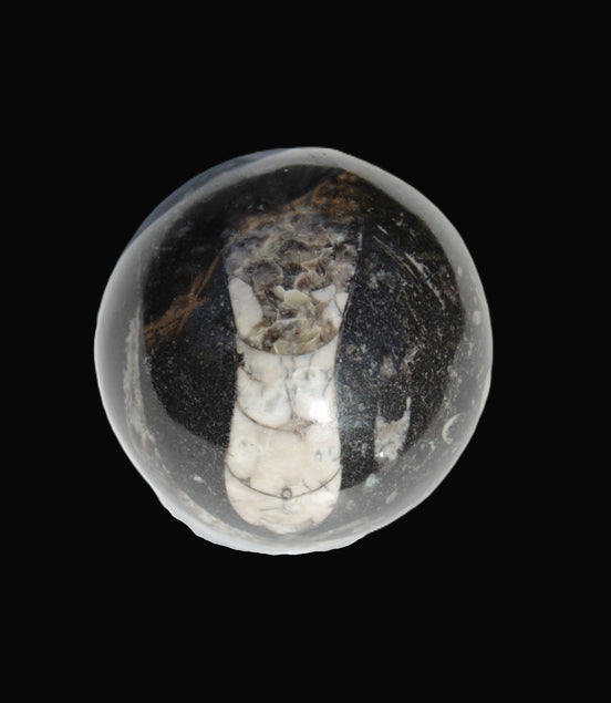 Orthoceras sphere 56mm 314.1g - Rocks and Things Store
