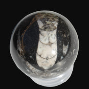 Orthoceras sphere 56mm 314.1g - Rocks and Things Store