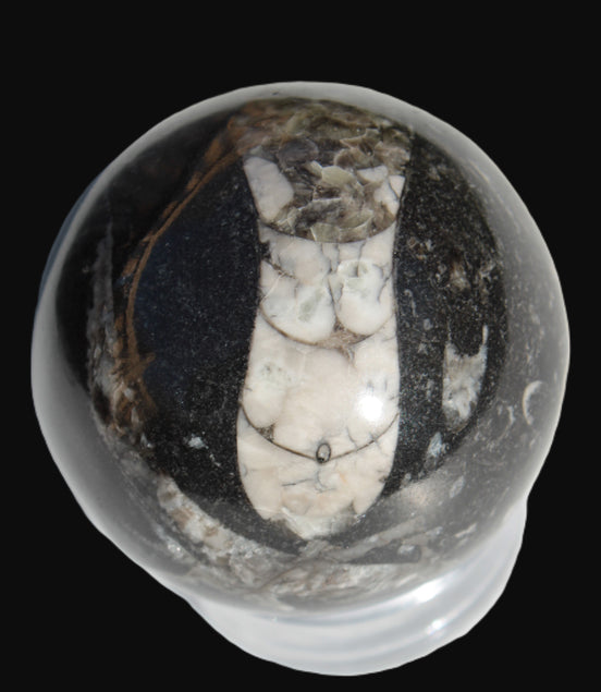 Orthoceras sphere 56mm 314.1g - Rocks and Things Store