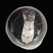 Orthoceras sphere 56mm 314.1g - Rocks and Things Store