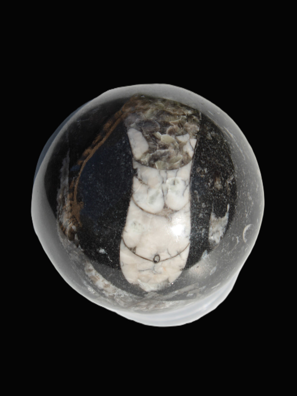 Orthoceras sphere 56mm 314.1g - Rocks and Things Store