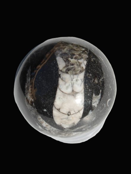 Orthoceras sphere 56mm 314.1g - Rocks and Things Store