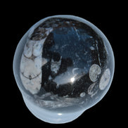 Orthoceras sphere 56mm 314.1g - Rocks and Things Store