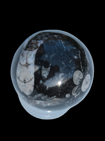 Orthoceras sphere 56mm 314.1g - Rocks and Things Store