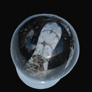 Orthoceras sphere 56mm 314.1g - Rocks and Things Store