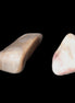 Mookaite 2 stones 10.9g in sunlight - Rocks and Things Store