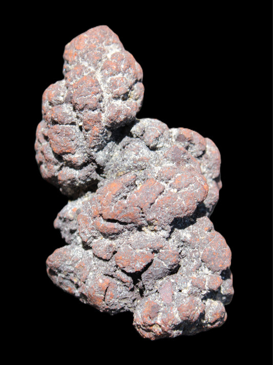 Coprolite Dinosaur poo fossil 118g Rocks and Things