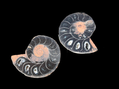 Ammonite split pair 26-30mm 7.8-12.6g Rocks and Things