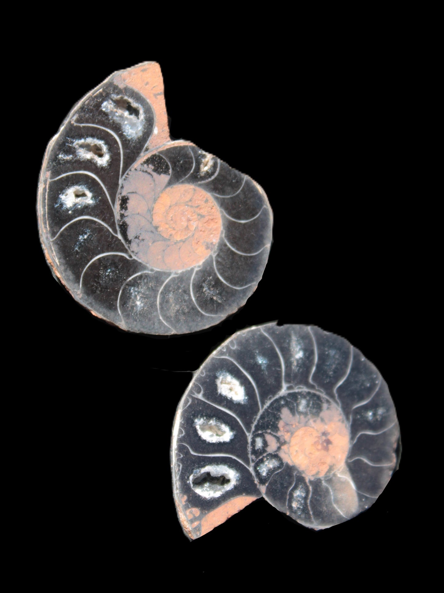 Ammonite split pair 26-30mm 7.8-12.6g Rocks and Things