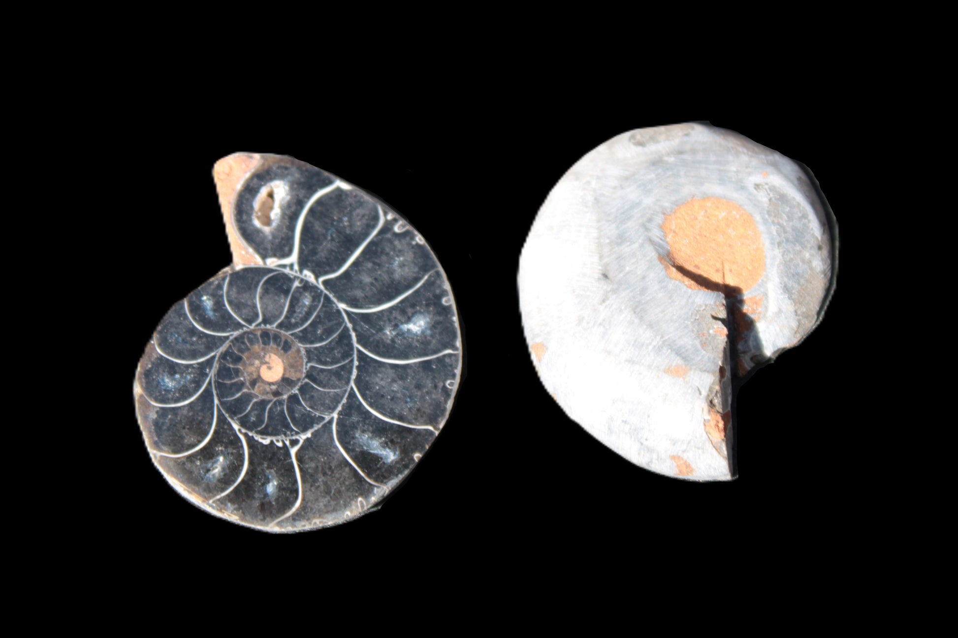 Ammonite split pair 26-30mm 7.8-12.6g Rocks and Things