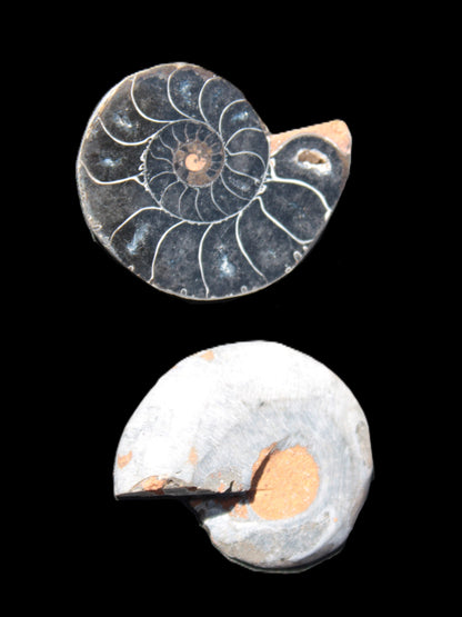 Ammonite split pair 26-30mm 7.8-12.6g Rocks and Things