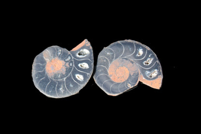 Ammonite split pair 26-30mm 7.8-12.6g Rocks and Things