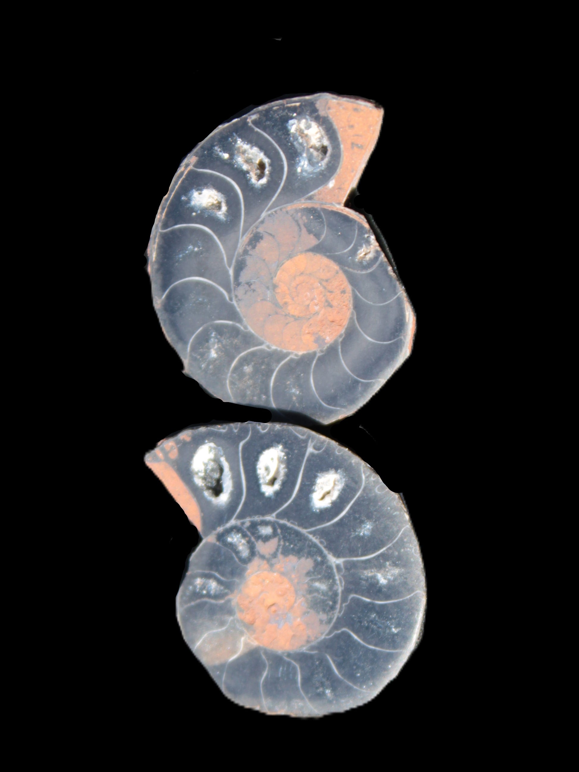 Ammonite split pair 26-30mm 7.8-12.6g Rocks and Things