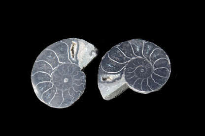 Ammonite split pair 26-30mm 7.8-12.6g Rocks and Things